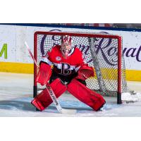 Belleville Senators goaltender Filip Gustavsson