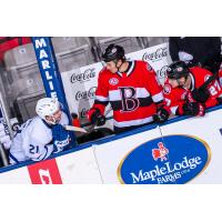 Belleville Senators and Toronto Marlies chat on the bench