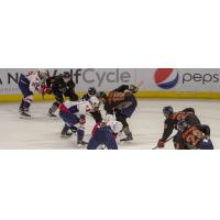 South Carolina Stingrays vs. the Greenville Swamp Rabbits