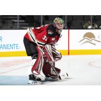 Goaltender Josef Korenar with the Tucson Roadrunners