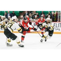Belleville Senators right wing Logan Shaw vs. the Providence Bruins