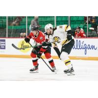 Belleville Senators left wing Cole Reinhardt (back) vs. the Providence Bruins