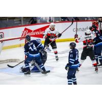 Belleville Senators react after a goal against the Manitoba Moose