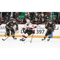 Belleville Senators right wing Logan Shaw vs. the Hershey Bears