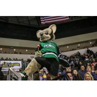 Texas Stars mascot Ringo