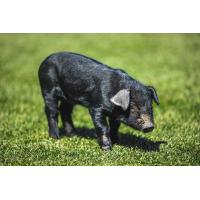 St. Paul Saints ball pig 867530Swine
