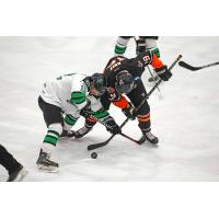 Danbury Hat Tricks battle the Binghamton Black Bears