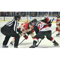 Belleville Senators centre Andrew Agozzino faces off with the Utica Comets