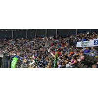 The crowd at a Jacksonville Icemen game