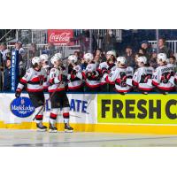 Belleville Senators give high fives along the bench