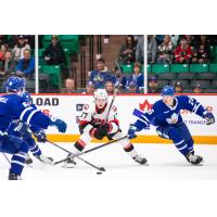 Belleville Senators' Ridly Greig versus Toronto Marlies' Nick Abruzzese