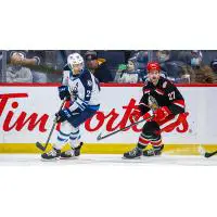 Grand Rapids Griffins center Austin Czarnik (right) vs. the Manitoba Moose