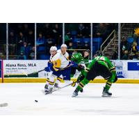 Saskatoon Blades' Brandon Lisowsky in action