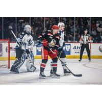 Manitoba Moose's Arvid Holm and Grand Rapids Griffins' Jakub Vrana on the ice