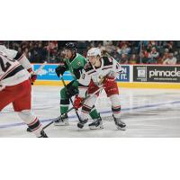 Grand Rapids Griffins right wing Carter Mazur