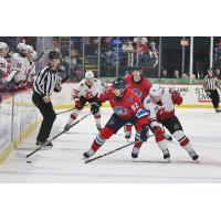 Springfield Thunderbirds' Jakub Vrána in action