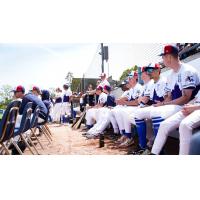 Victoria HarbourCats on game night