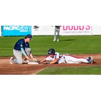 Victoria HarbourCats' Kerim Orucevic in action