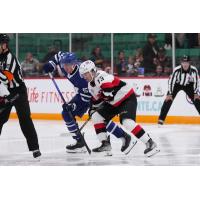 Belleville Senators right wing Xavier Bourgault