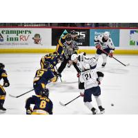 South Carolina Stingrays battle the Atlanta Gladiators