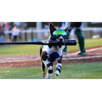 Colt the Bat Dog