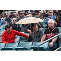 Fans take in the Fargo-Moorhead RedHawks game in the drizzle