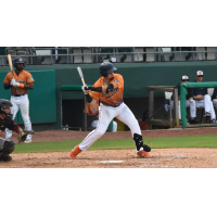Down East Bird Dawgs at the plate