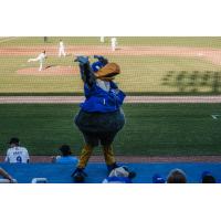 Biloxi Shuckers mascot Schooner