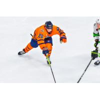 Defenseman Conner Hutchison with the Greenville Swamp Rabbits