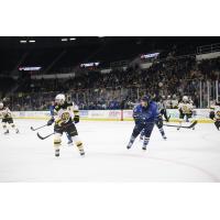 Springfield Thunderbirds skate against the Providence Bruins