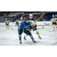 Springfield Thunderbirds forward Nikita Susuev