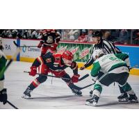 Grand Rapids Griffins face off with the Texas Stars