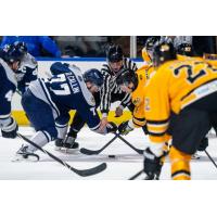 Worcester Railers forward Drew Callin (77) in the face off circle