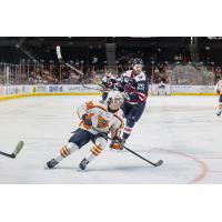South Carolina Stingrays' Scott Docherty and Greenville Swamp Rabbits' Ryan O'Hara on the ice