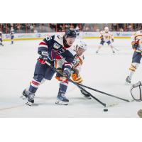 South Carolina Stingrays battle the Greenville Swamp Rabbits
