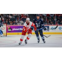 Grand Rapids Griffins right wing Austin Watson