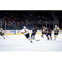 Greenville Swamp Rabbits battle the Atlanta Gladiators