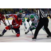 South Carolina Stingrays forward Patrick Guzzo (left) vs. the Florida Everblades