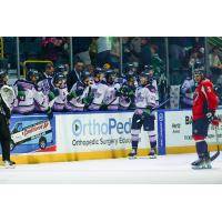 Florida Everblades' Anthony Romano congratulated by team