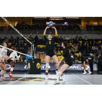 Setter Claire Ammeraal with Iowa