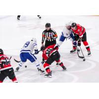 Belleville Senators centre Philippe Daoust (right middle) faces off with the Toronto Marlies