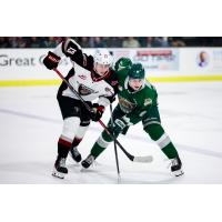 Vancouver Giants' Tobias Tomik battles Everett Silvertips' Carter Bear