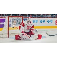 Grand Rapids Griffins goaltender Sebastian Cossa