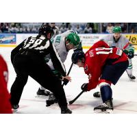 Florida Everblades face off with the South Carolina Stingrays
