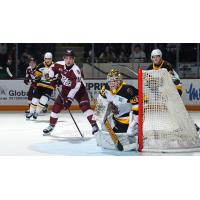 Peterborough Petes left wing Adam Novotný vs. the Brantford Bulldogs