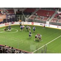 PBLA Charlotte Bootleggers game