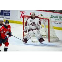 Peterborough Petes goaltender Easton Rye vs. the Windsor Spitfires