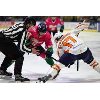 Florida Everblades' Craig Needham versus Greenville Swamp Rabbits' Hudson Schandor