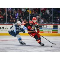 Milwaukee Admirals' Kyle Marino and Grand Rapids Griffins' William Wallinder in action