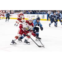 Grand Rapids Griffins' Amadeus Lombardi and Milwaukee Admirals' Kevin Gravel in action